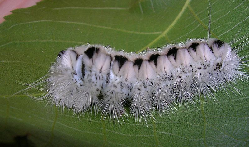 Hickory tussock moth